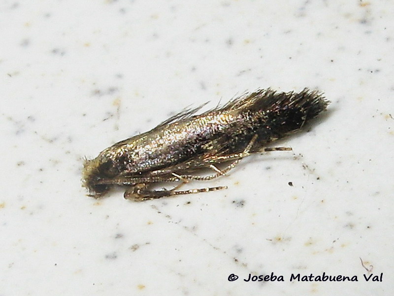 Micro da id. 3